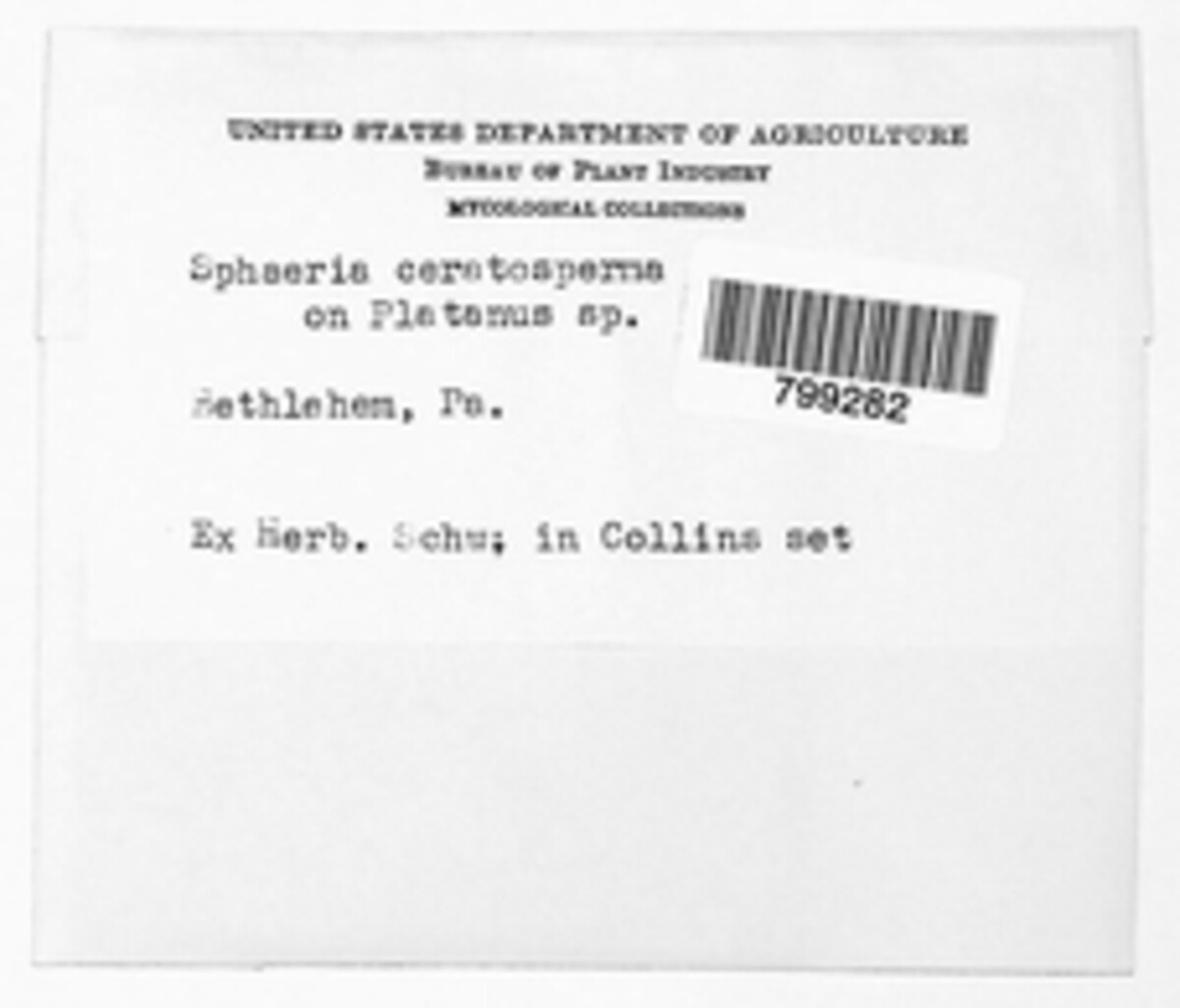 Cytospora ceratosperma image